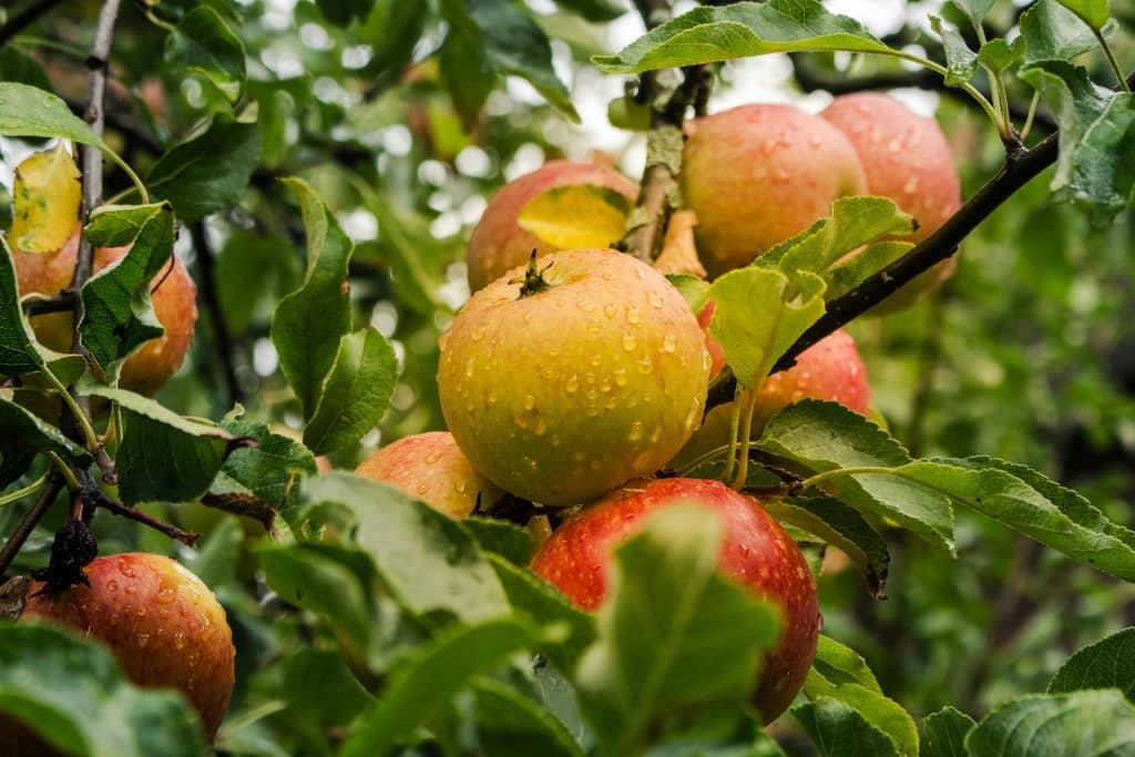apple trees growing in an outdoor multi functional space