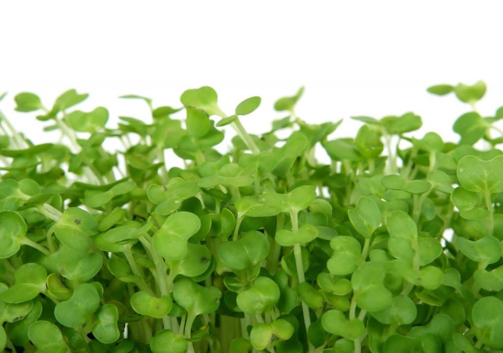 Lepidum sativum, garden cress - grow cress extremely easily with this option.