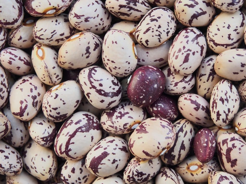 borlotti ge05dc8a2b 1920