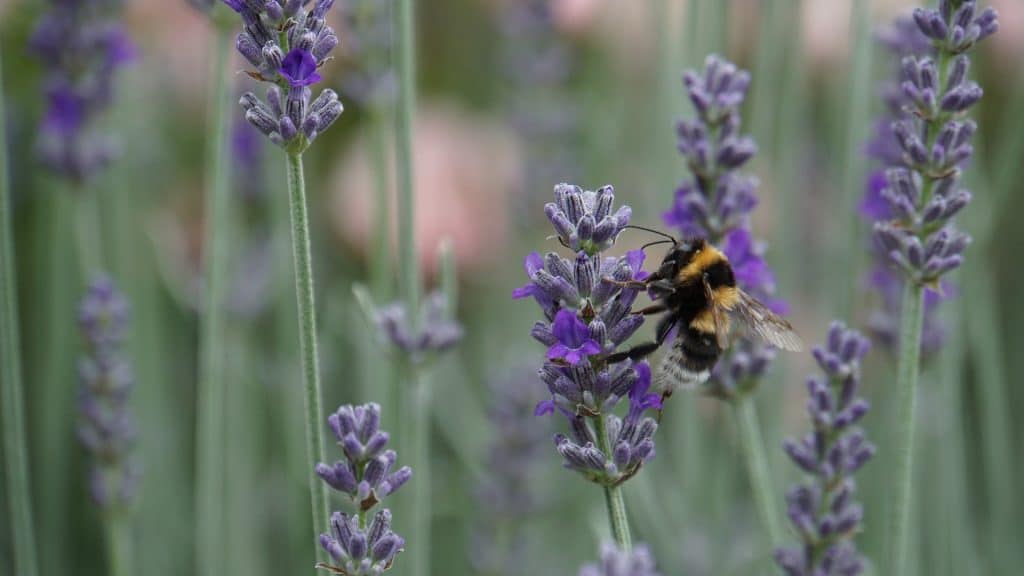 bumblebee g70b0eb2c6 1920