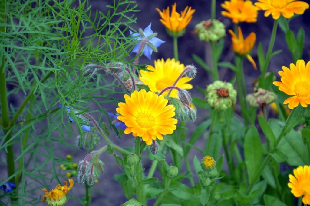 calendula g651b7d911 1920