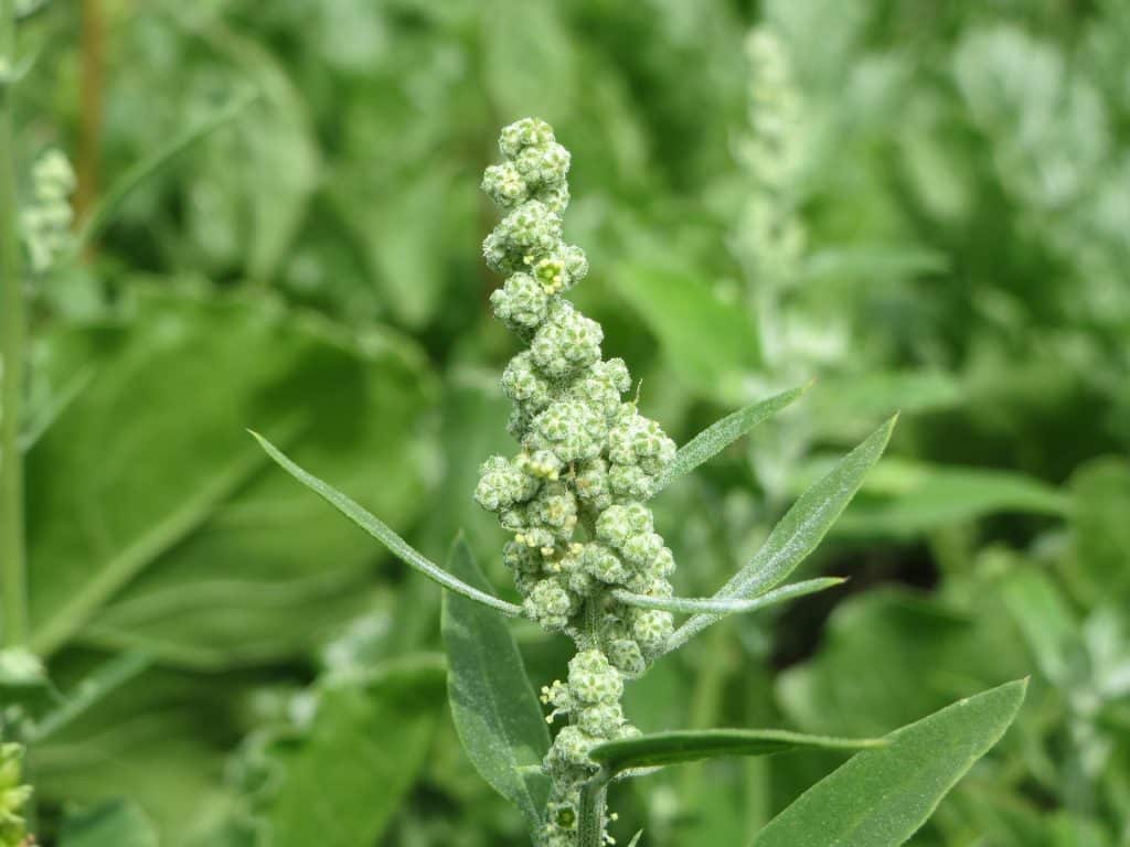 chenopodium album ge62bb81ea 1920