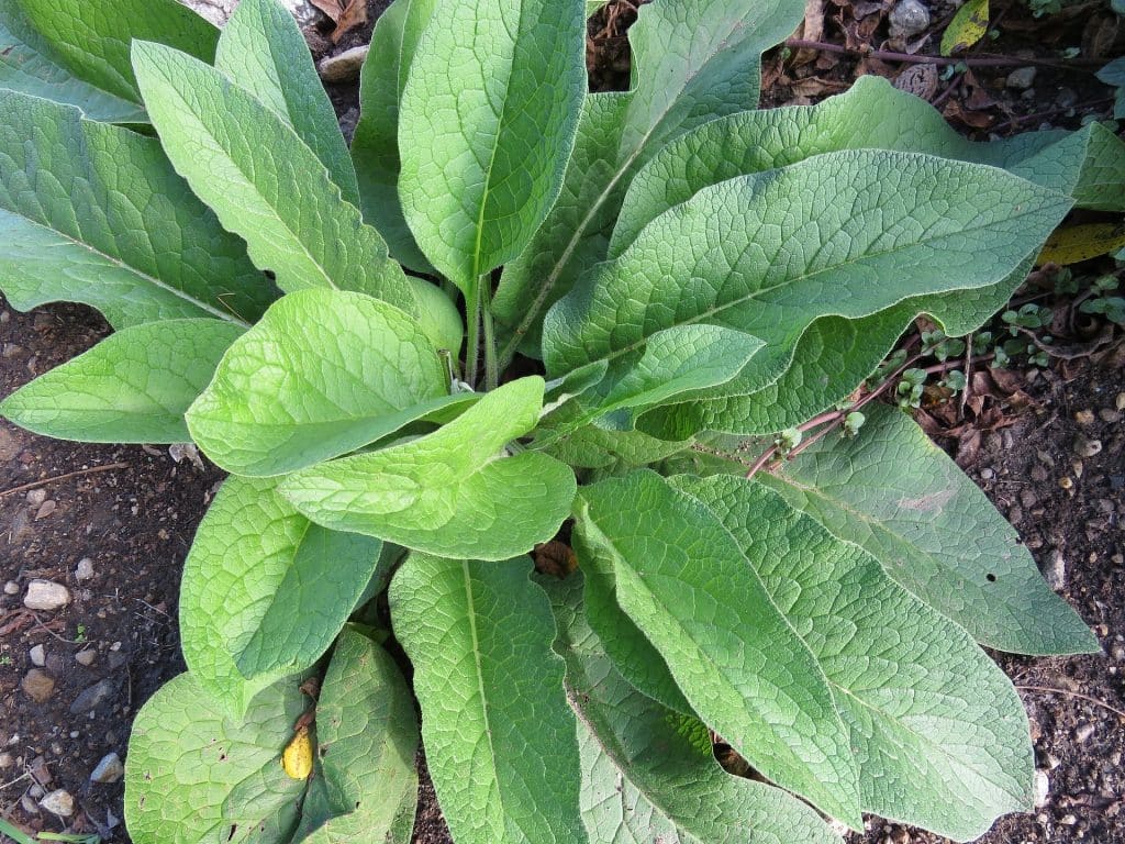 comfrey plants ready to use as a dynamic accumulator