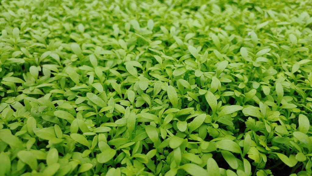 how to grow cress outdoors