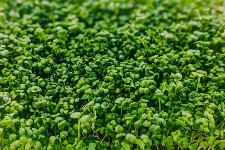 growing cress outdoors