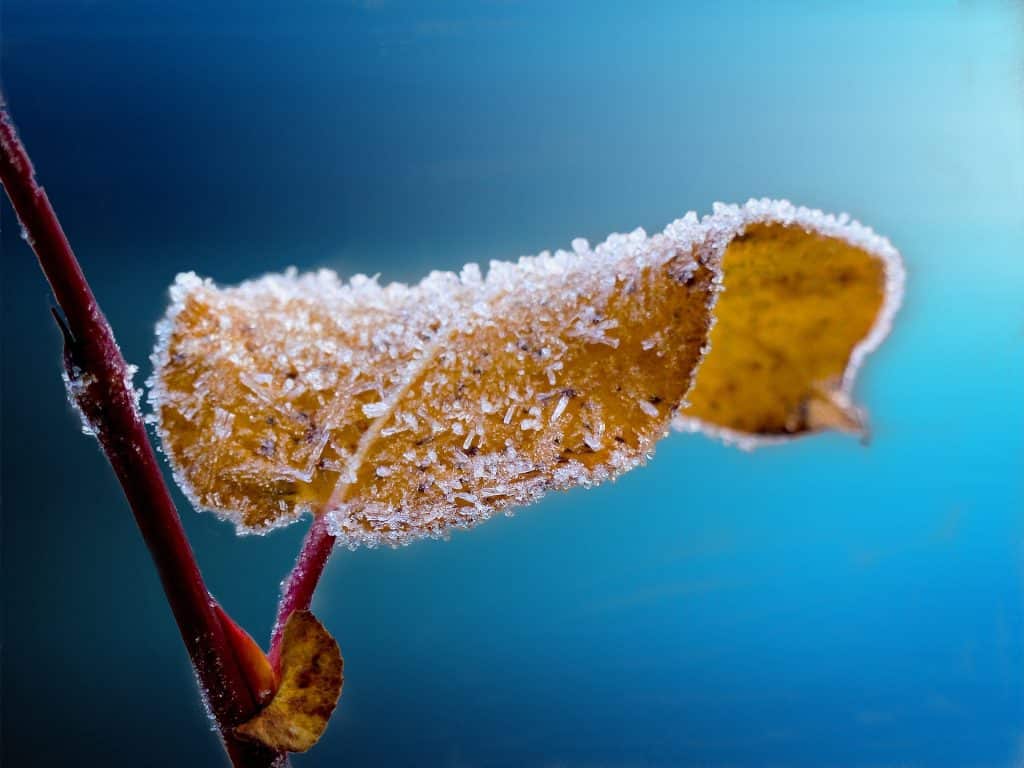 frosted g4b9a682a6 1920