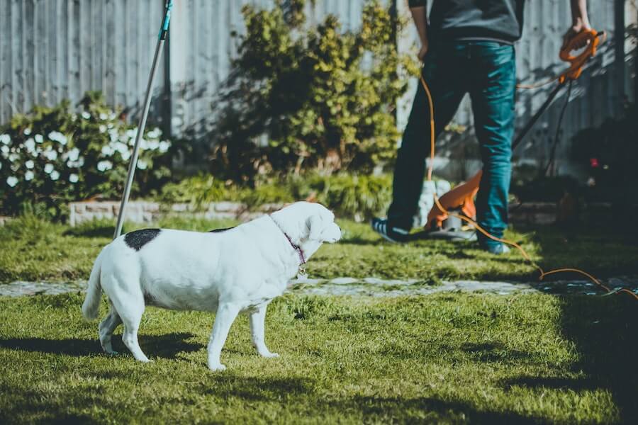different garden habitats in an outdoor space with a dog and their owner