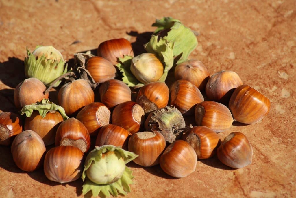 hazelnuts grown in a self sufficient garden