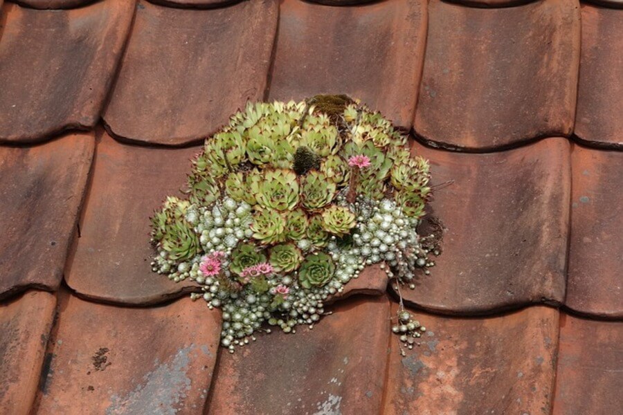moss growing on a green roof on a shed