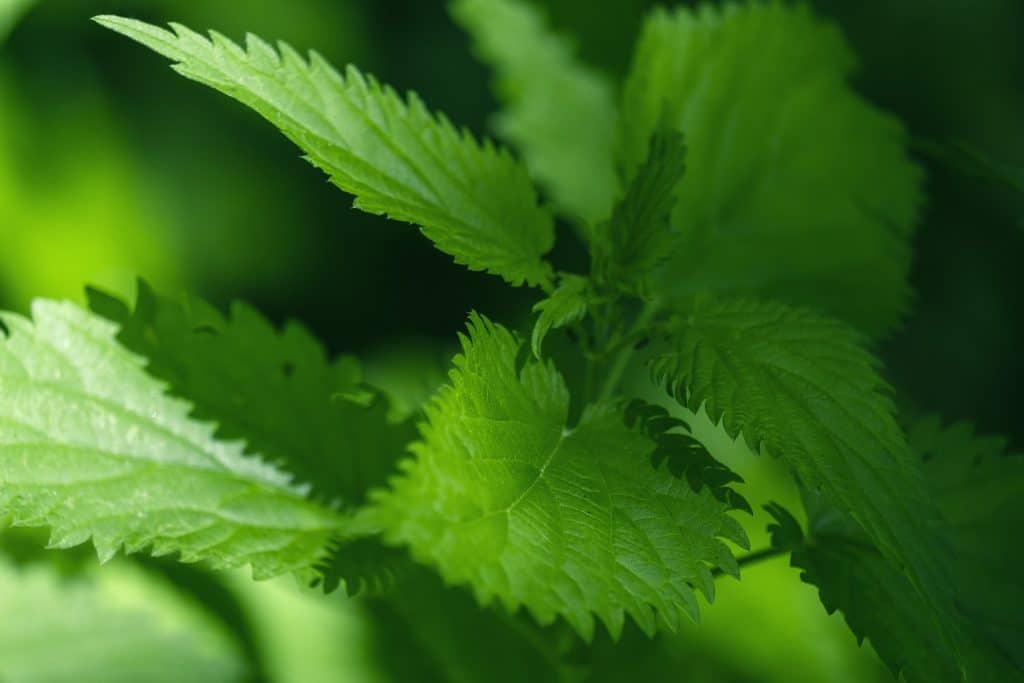 nettle g62d81b341 1920