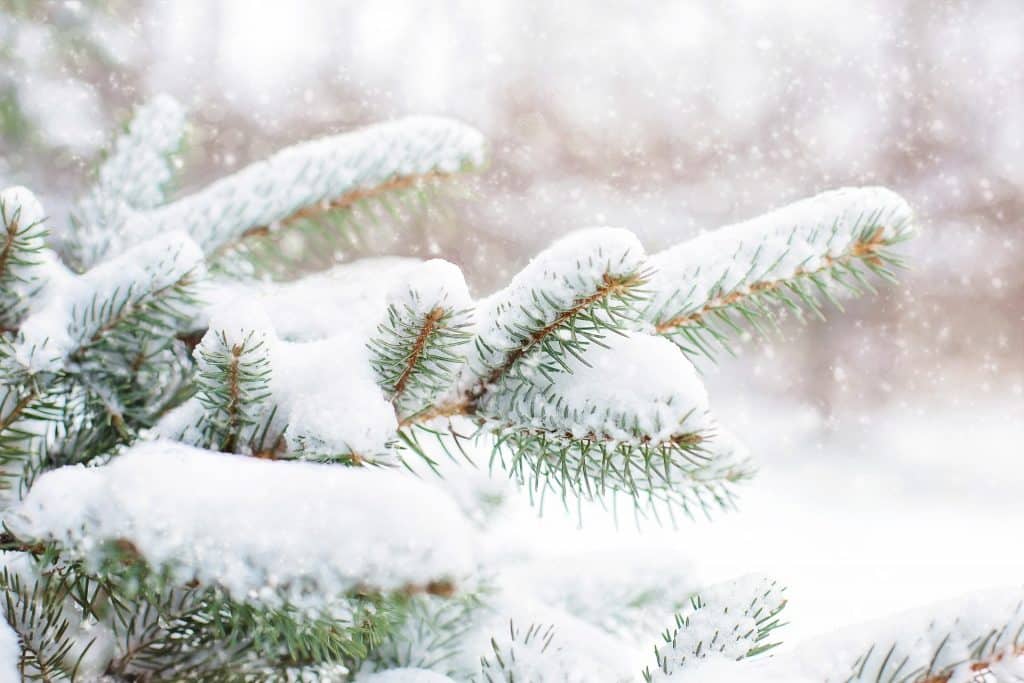 pine tree gc21825a95 1920