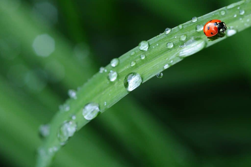 sustainable gardeners should welcome in wildlife