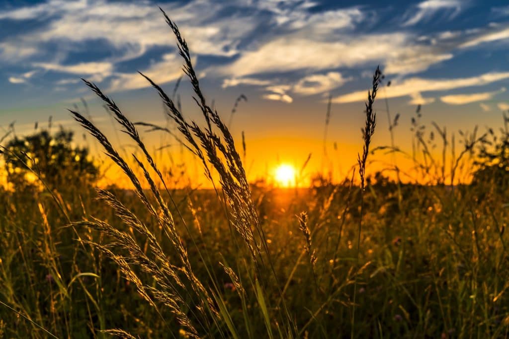 wheat grains growing in a self sufficient garden