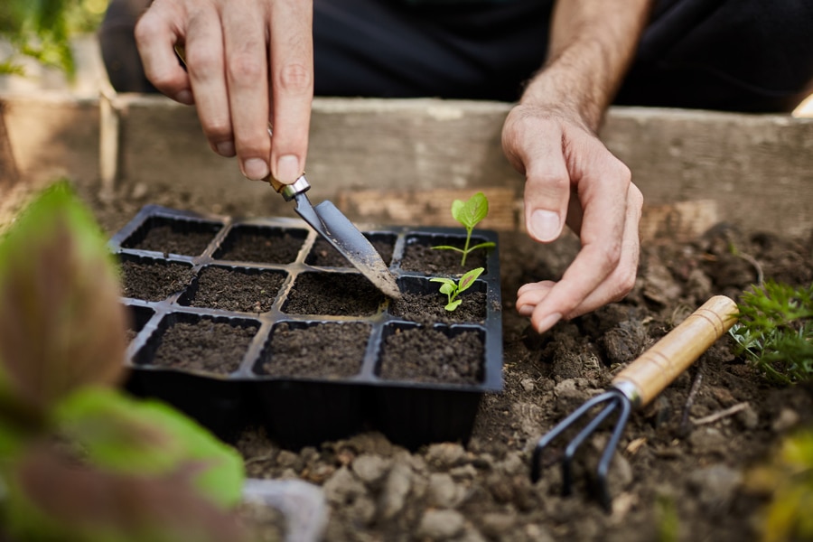 gardening planting plugs in trays