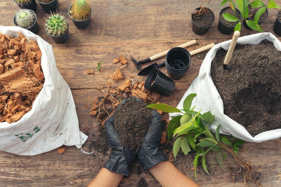 gardener planting plugs outdoors