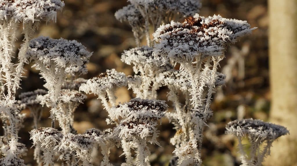 perennial gb91c2a4f0 1920 1024x574 1