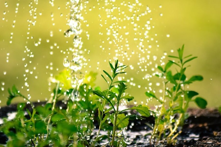 plug plants being watered