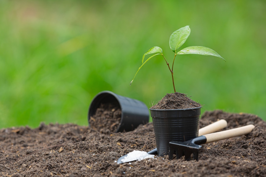 plug plant in pot