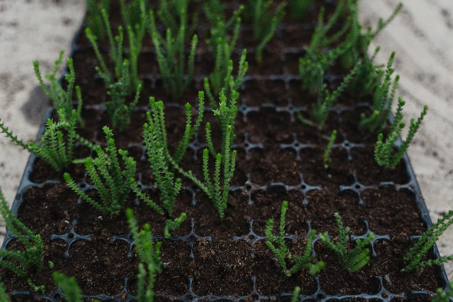 plug plants in trays