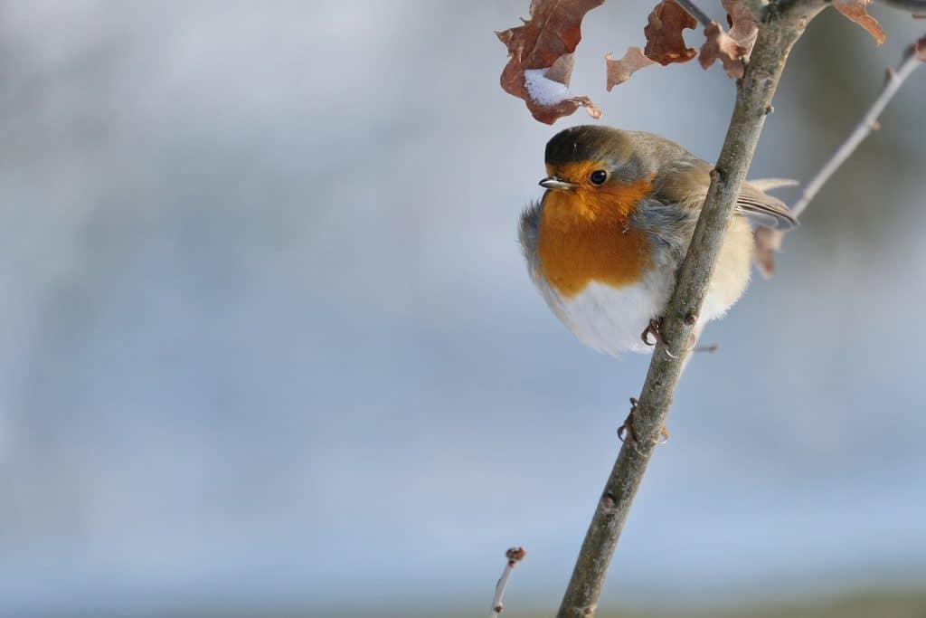 robin g875c60a85 1920 1024x683 1