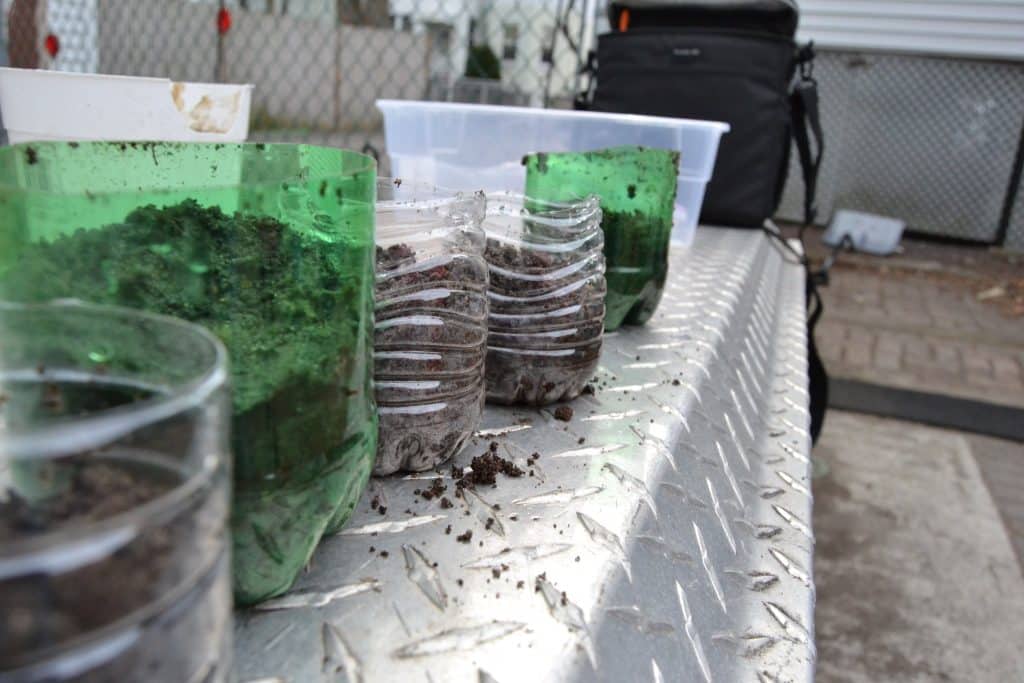 planting in plastic bottles which plants to use