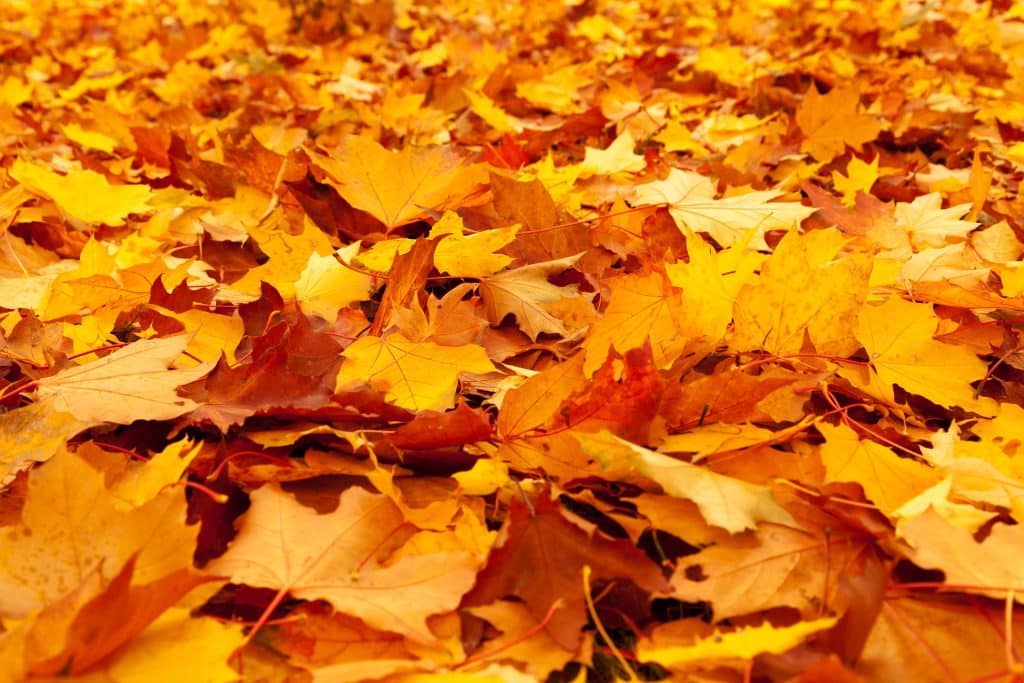 making leaf mould from autumn leaves