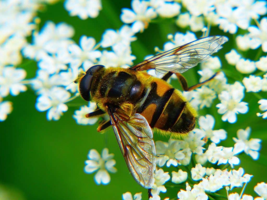 a bee on yarrow flowers