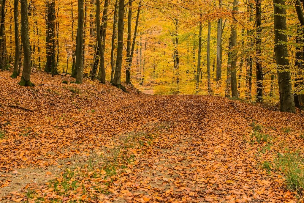 Beech leaves are great for making leaf mould.