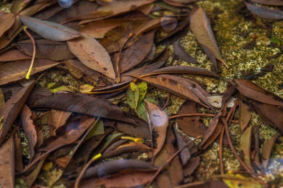 fallen leaves and garden waste