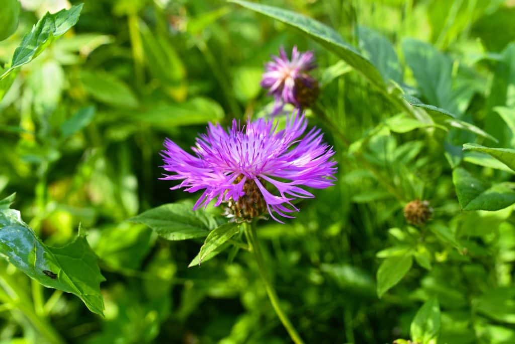 greater knapweed ga1f127f29 1920