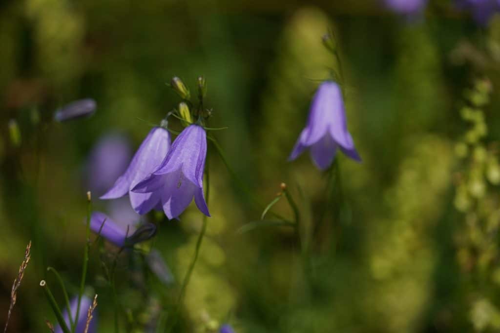 harebell ge4d8dd476 1920