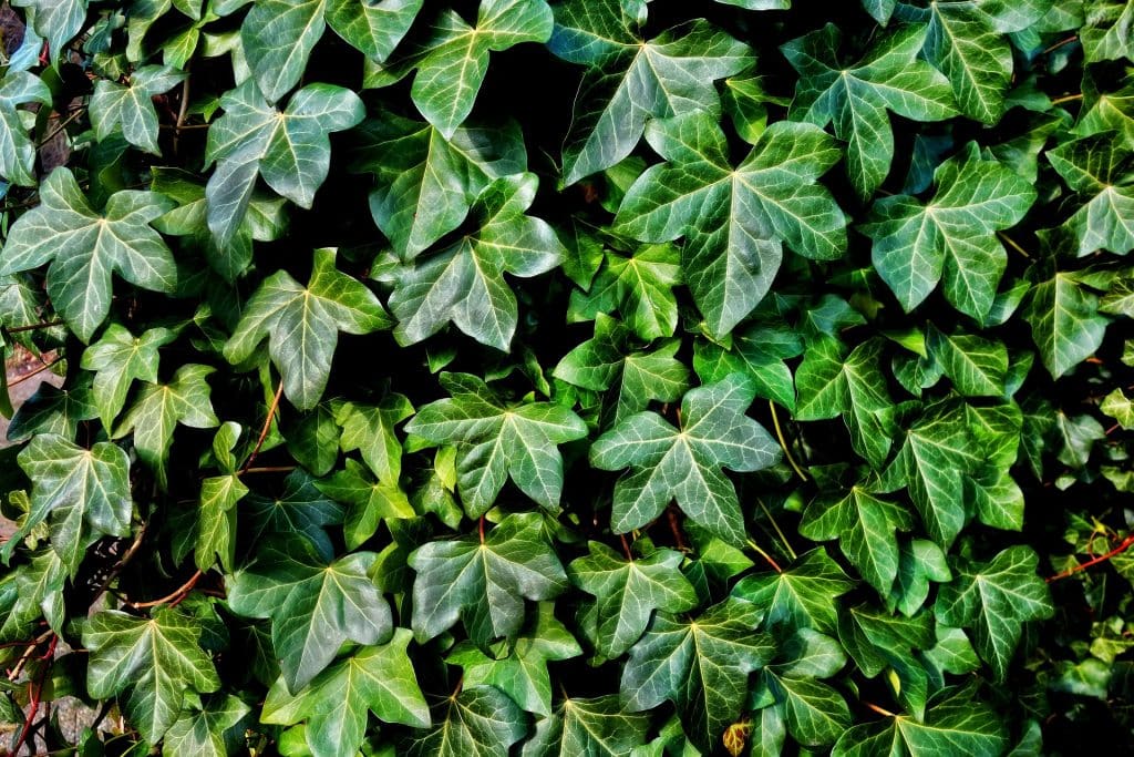 ivy gc4778f0c5 1920 1024x683 1
