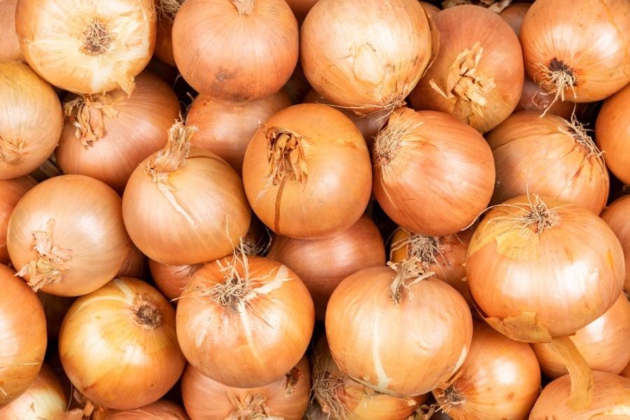 batch of onions to grow
