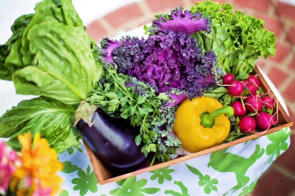 fresh vegetables picked from a garden used for cutting household costs