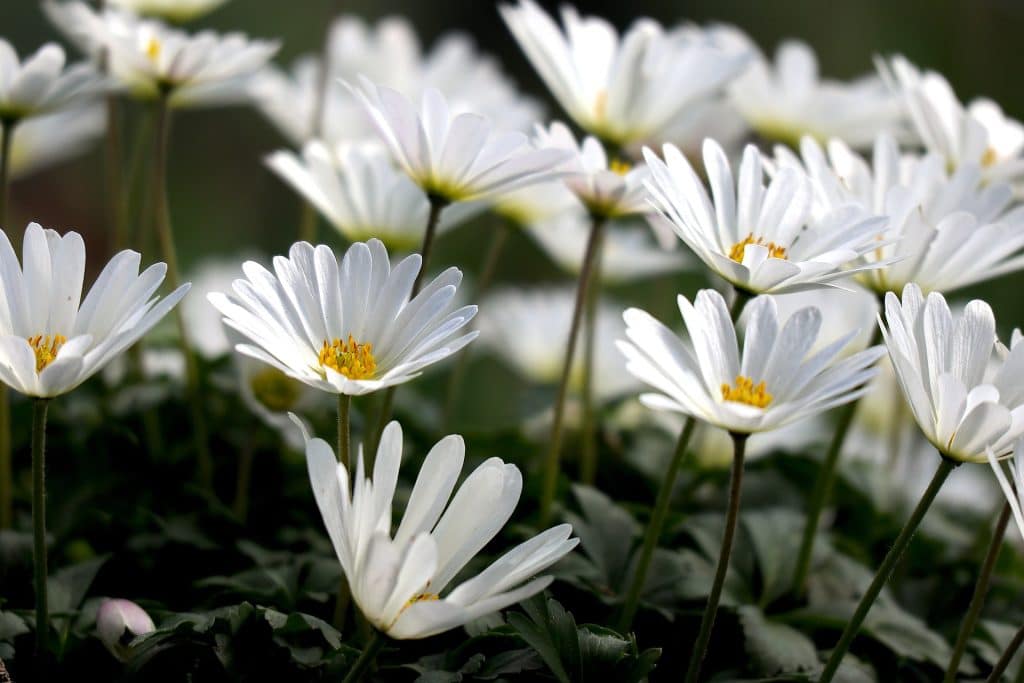 wood anemone g2192c3b64 1920