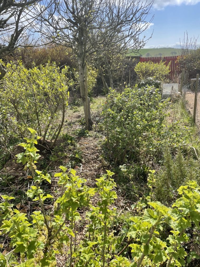 a forest garden design with plants and trees