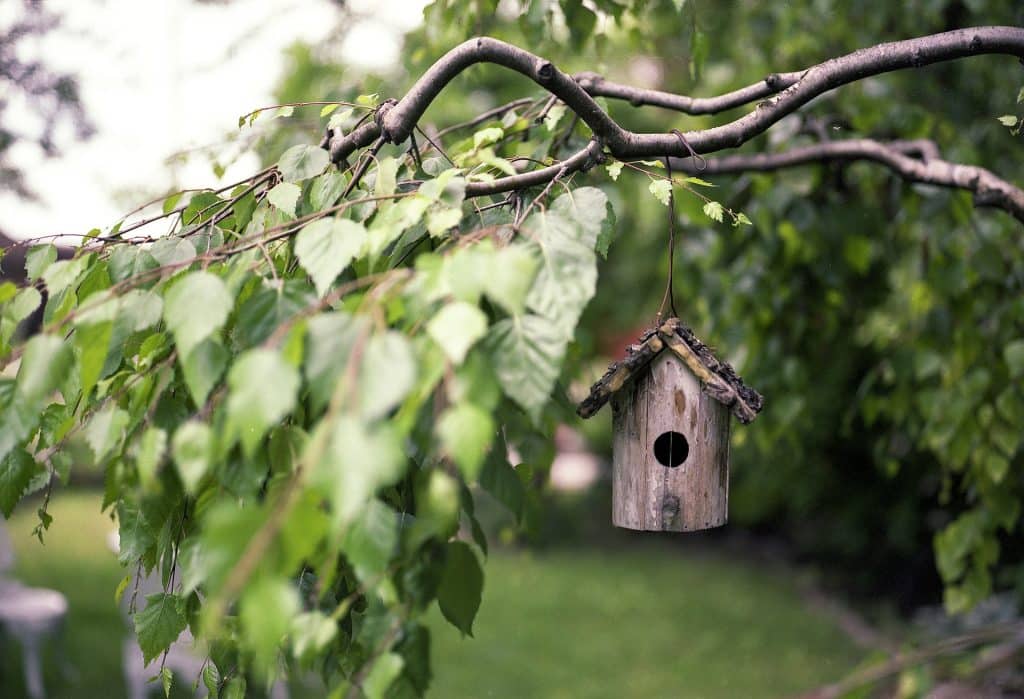 bird feeder gf9519a14d 1920
