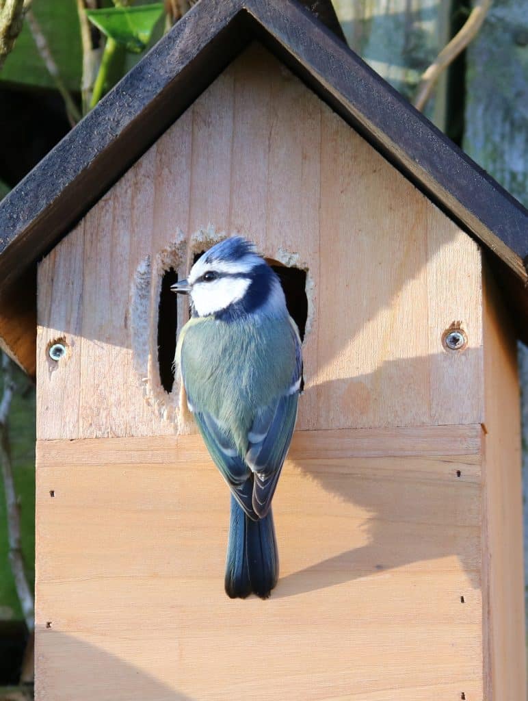 blue tit gd35cca837 1920