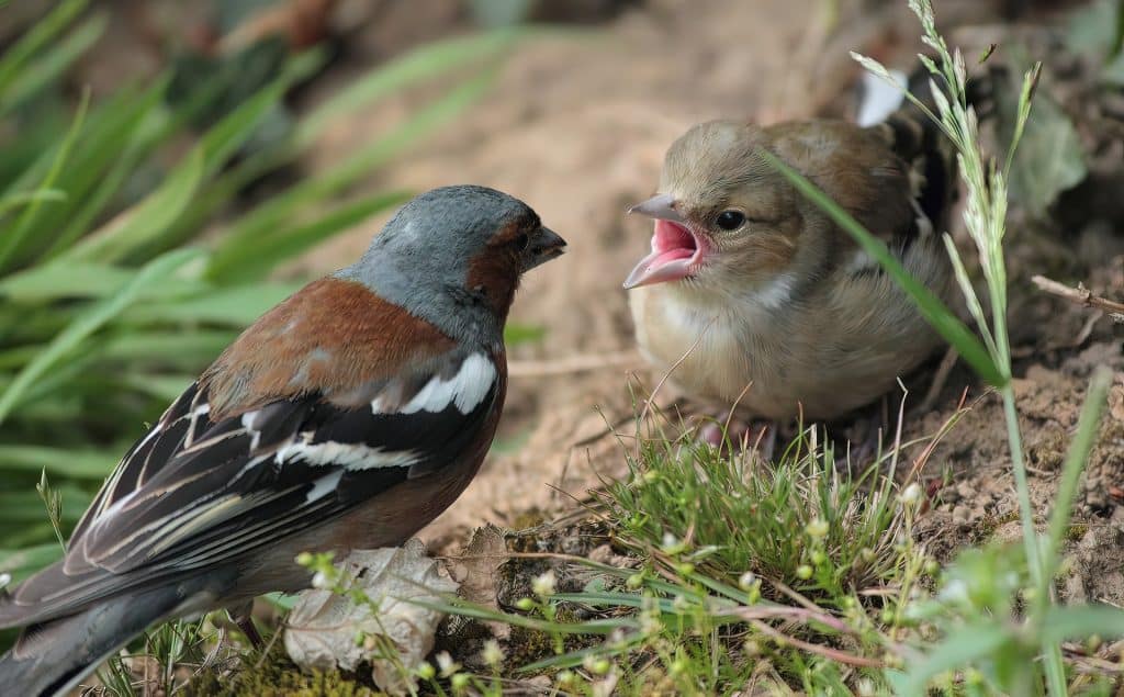 birds in spring fighting