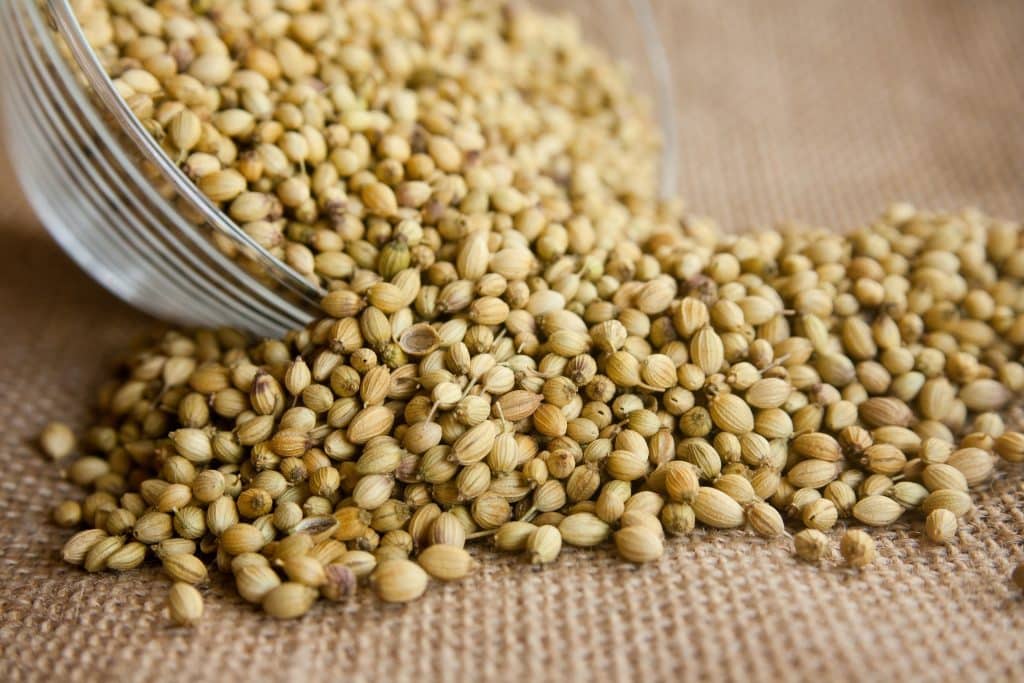 coriander seeds harvested after successfully learning how to grow coriander