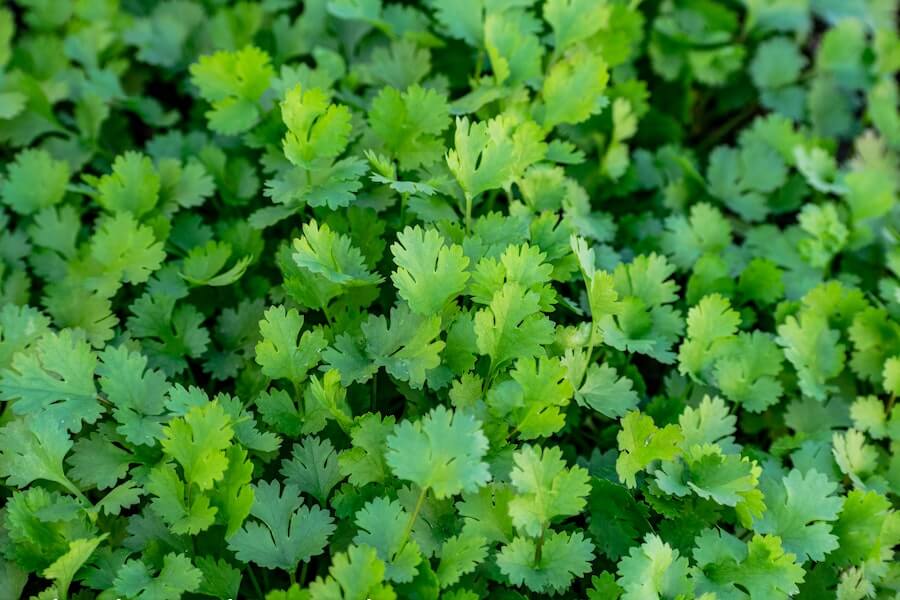 successfully grown coriander plant