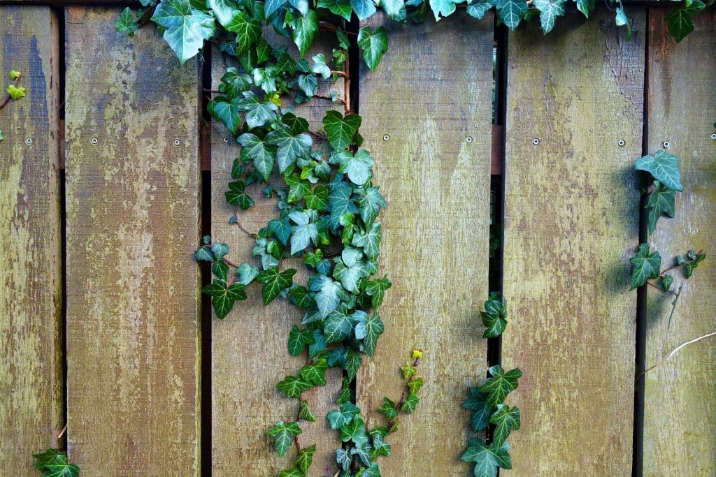 a fence with invasive climbing plants which is one of the things to look for when viewing a house with a garden