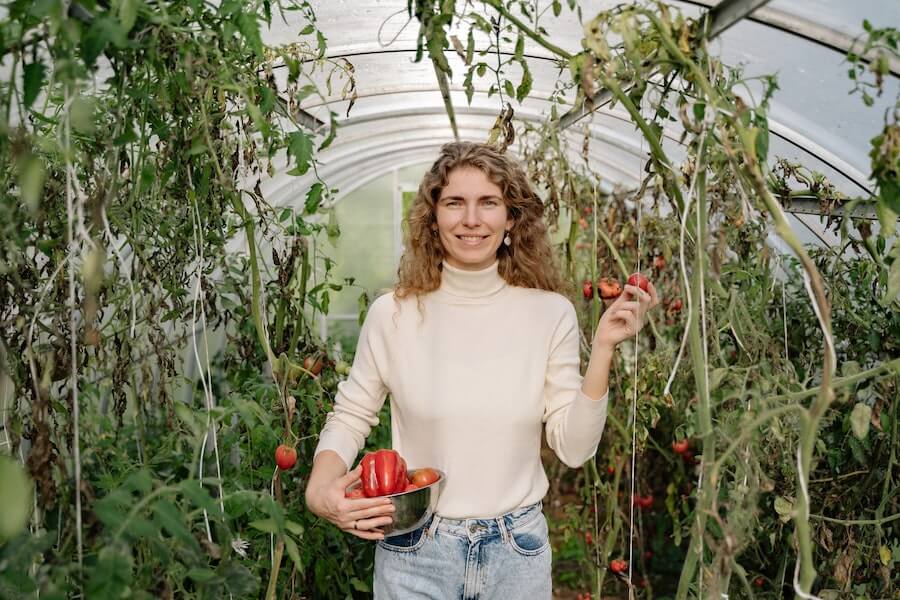 woman holding fresh tomatoes with tomato plant supports behind her