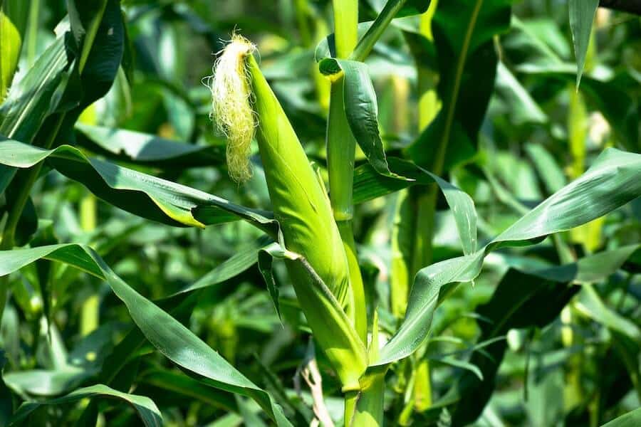 sweet corn in the vegetative stages of sweet corn growth