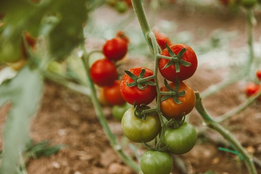 tomatoes growing well with tomato plant support