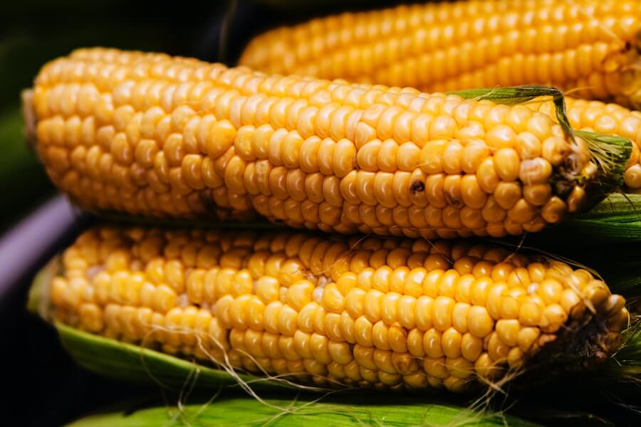 freshly harvested sweet corn