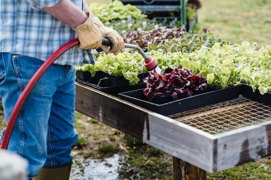 man watering small low maintenance food gardens in containers