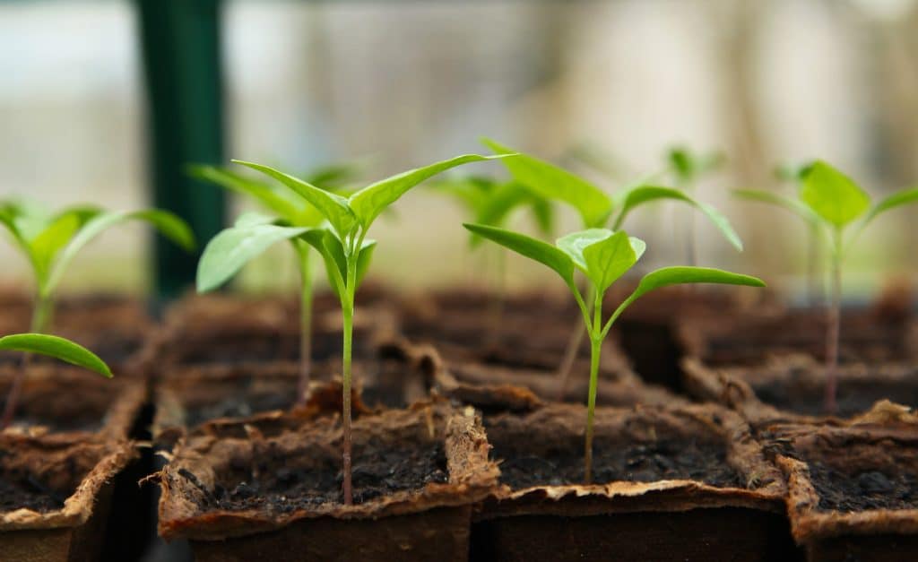 growing seedlings for preparing for summer in a polytunnel