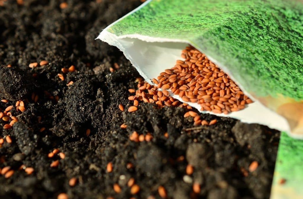 seeds ready to be sowed during spring gardening