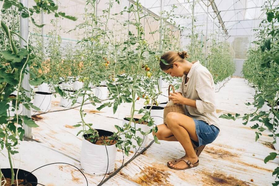 woman picking tomatoes from a tomato plant